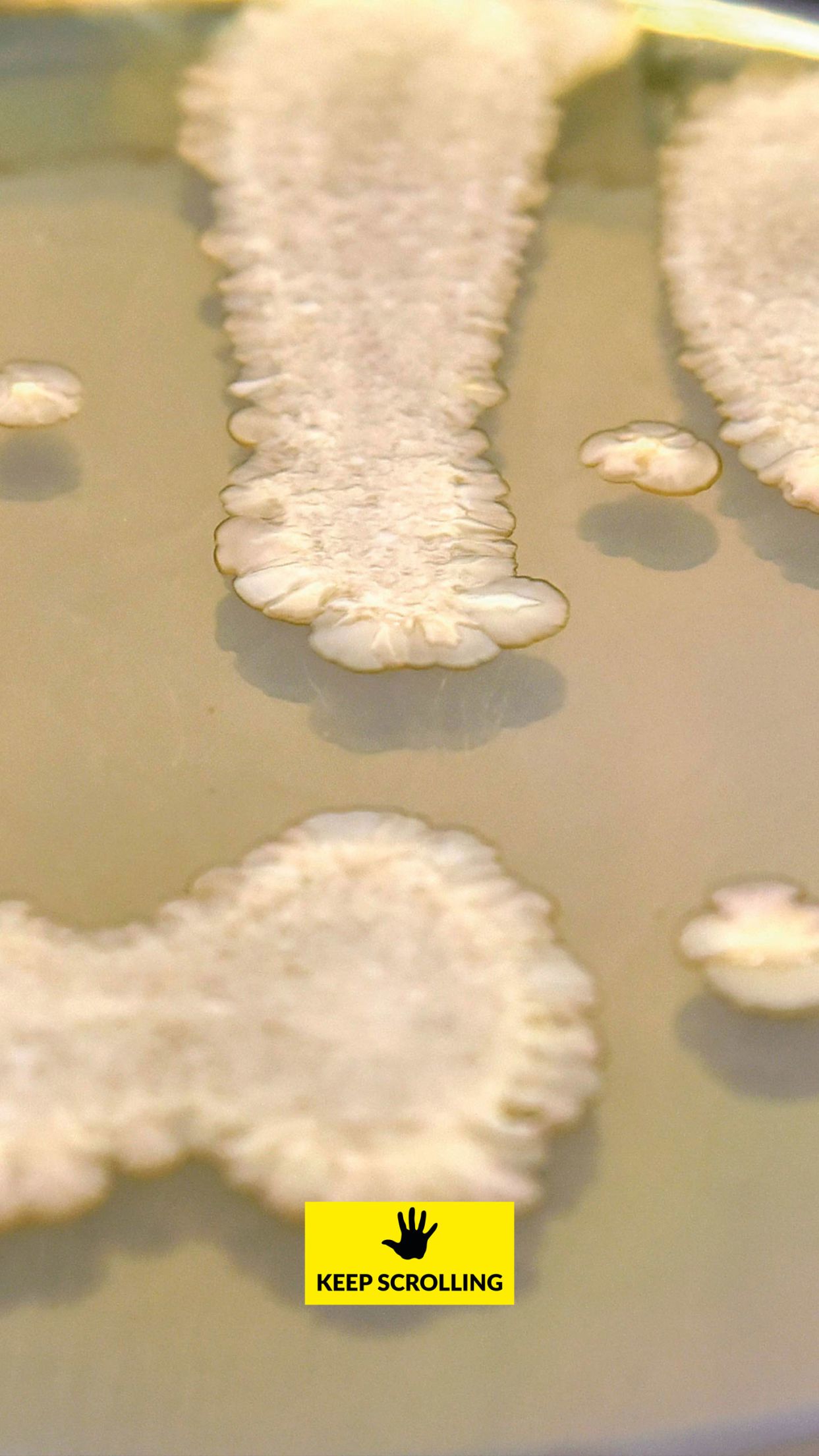 Hands on The bacteria on your hands