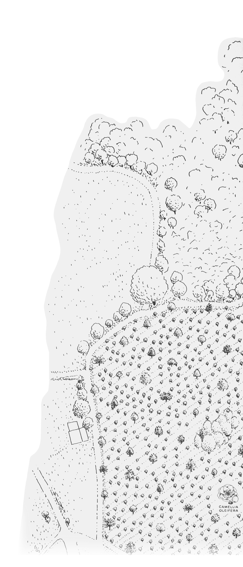 Chanel Camellia Farm 