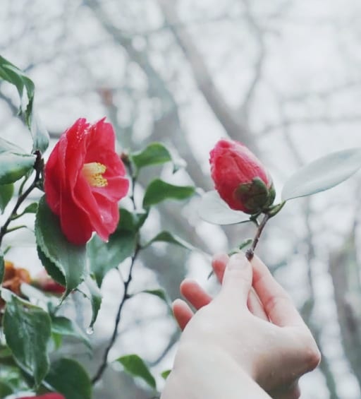 Chanel camellia farm