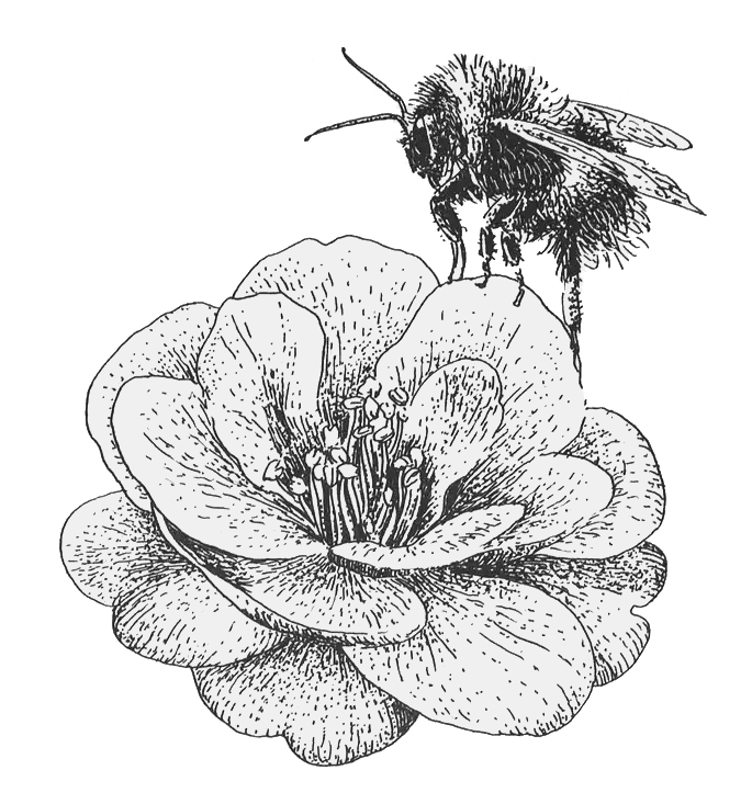 A bee on Camellia bloom