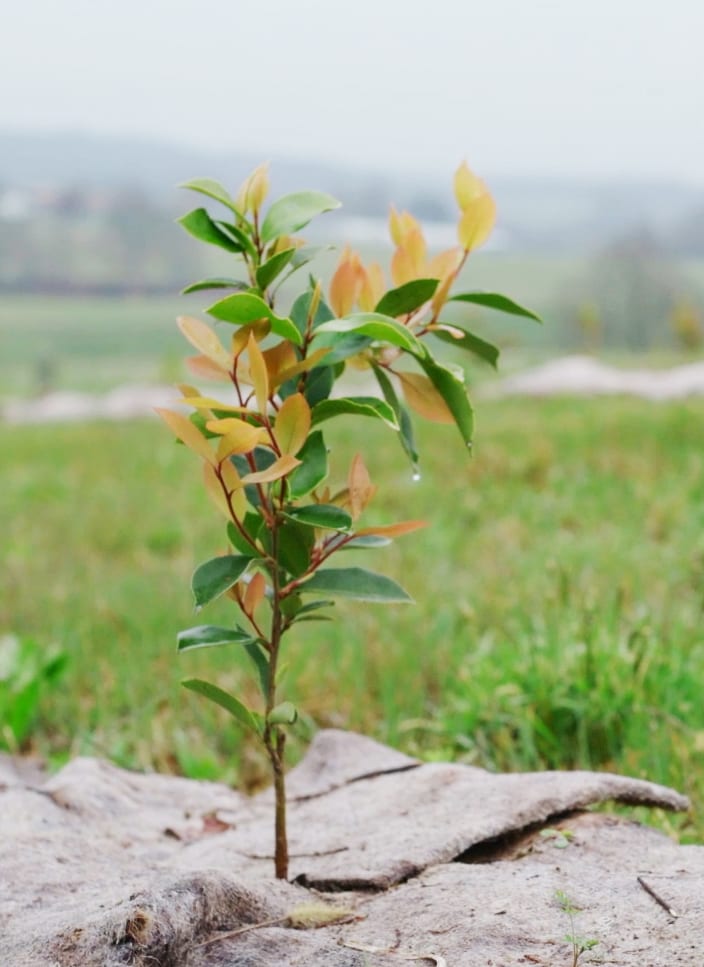 Chanel camellia farm