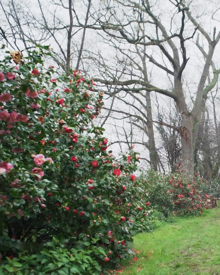 Chanel camellia farm