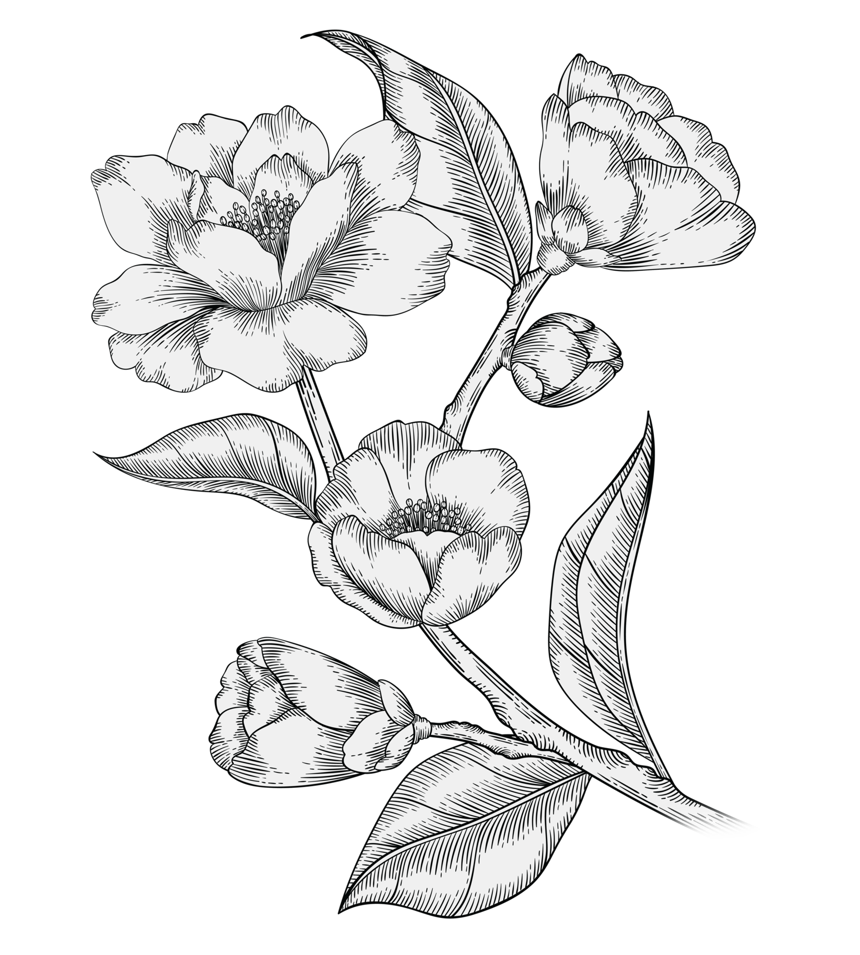 Camellia botanical drawing